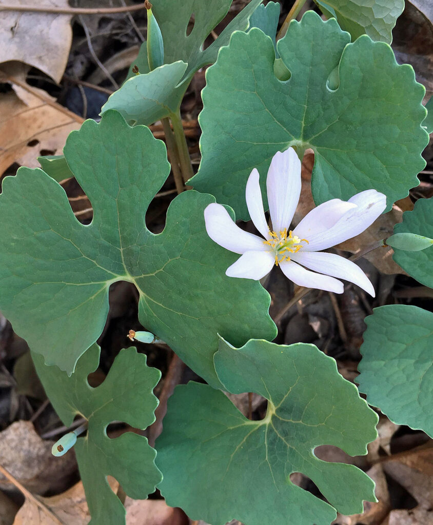Sanguinaria canadensis</em> (bloodwort) at Meadowlark Botanical Gardens in April