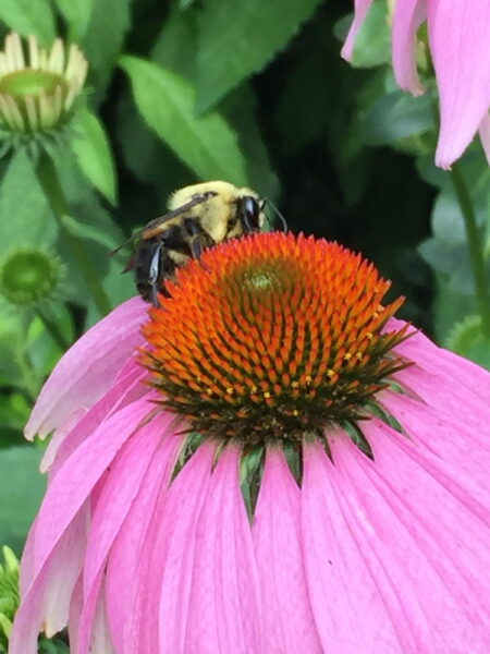 Straight species flowers provide easy access to nectar and pollen