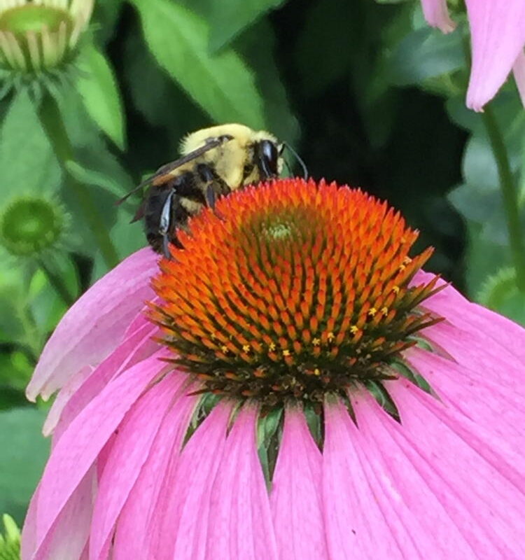 Straight species flowers provide easy access to nectar and pollen