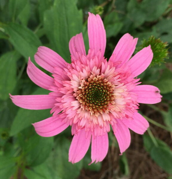 Petals replace nectaries in ‘Pink Double Delight’ cultivar.