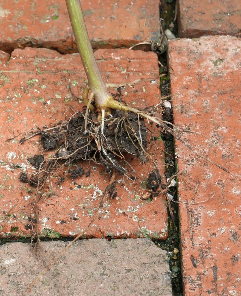 Fibrous roots of a 3-foot Erechtites hieraciifolius in late August.