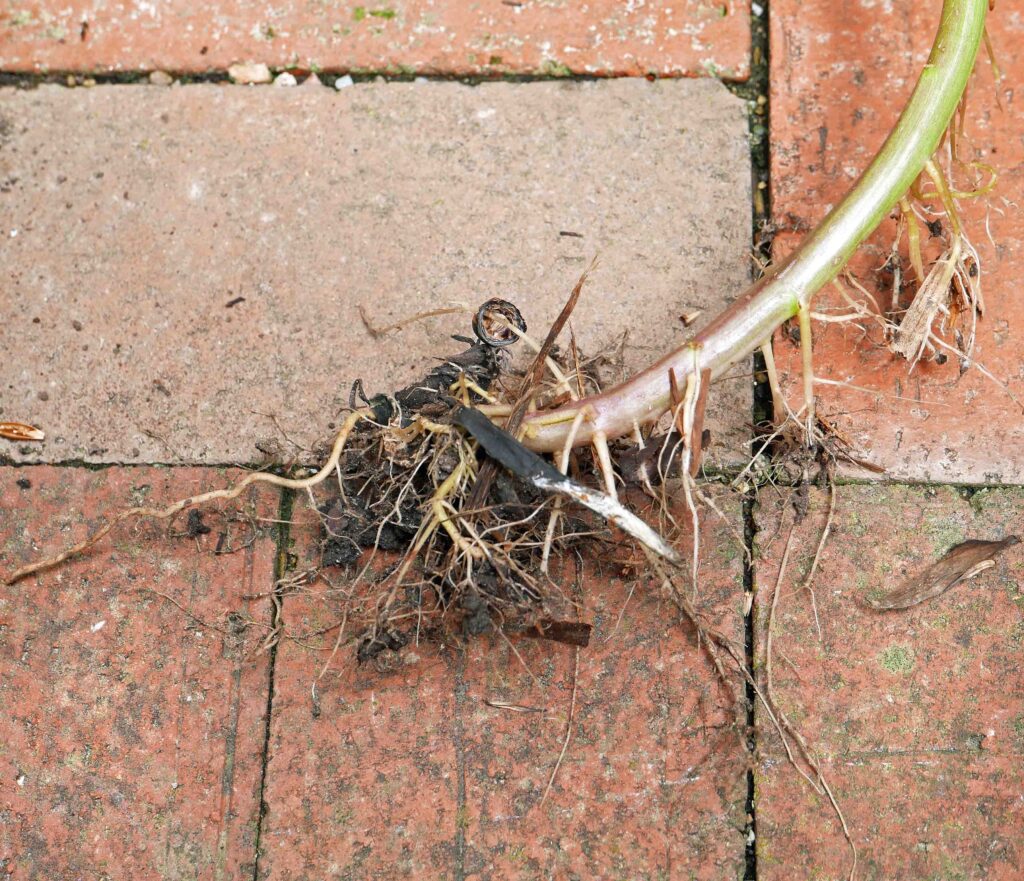 Fibrous roots of a 4-foot Erechtites hieraciifolius including those that grew along a decumbent part of the stem in late August.
