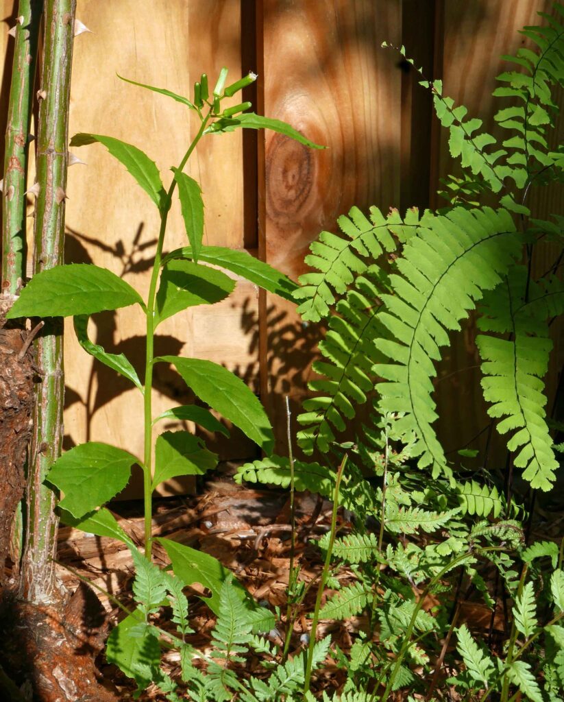 An Erechtites hieraciifolius plant grows beside native Adiantum pedatum and non-native Athyrium niponicum in a fern border in a mostly shady spot in September.
