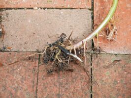 Fibrous roots of a 4-foot Erechtites hieraciifolius including those that grew along a decumbent part of the stem in late August.