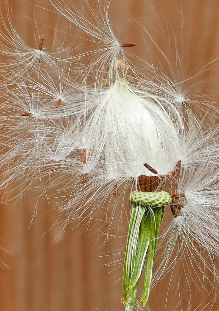 Erechtites hieraciifolius (American burnweed) seedhead showing 10–12 ribbed, brown cypselae with copious, capillary, bright white pappi.