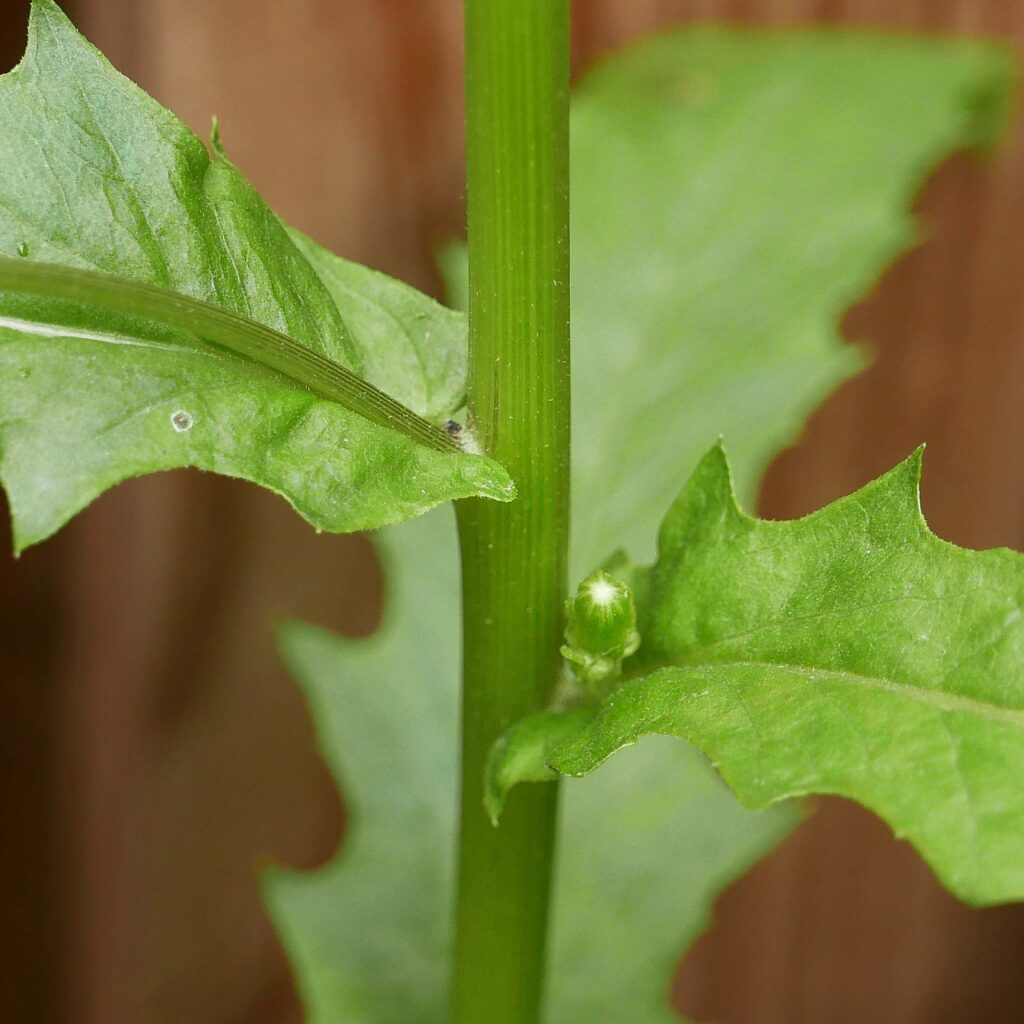 Erechtites hieraciifolius stem showing vertical lines and leaves alternate and sessile to clasping at the base.
