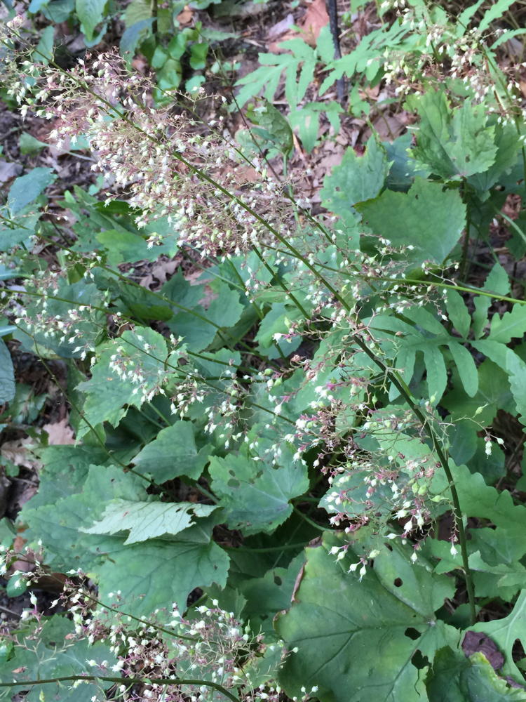 Straight species of hairy alumroot - green leaves with foamy white flowers