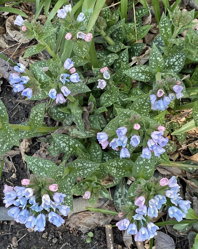Pulmonaria 'Twinkle Toes' (lungwort) at the Glencarlyn Library Community Garden in April. 
