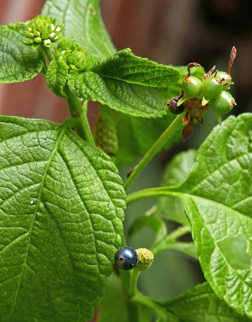 Nutlets are inside the drupes of Lantana camaraa camara</em>