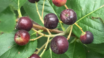 Pomes of native Aronia melanocarpa