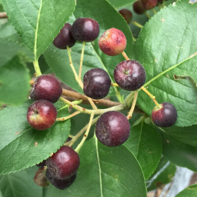 Pomes of native Aronia melanocarpa