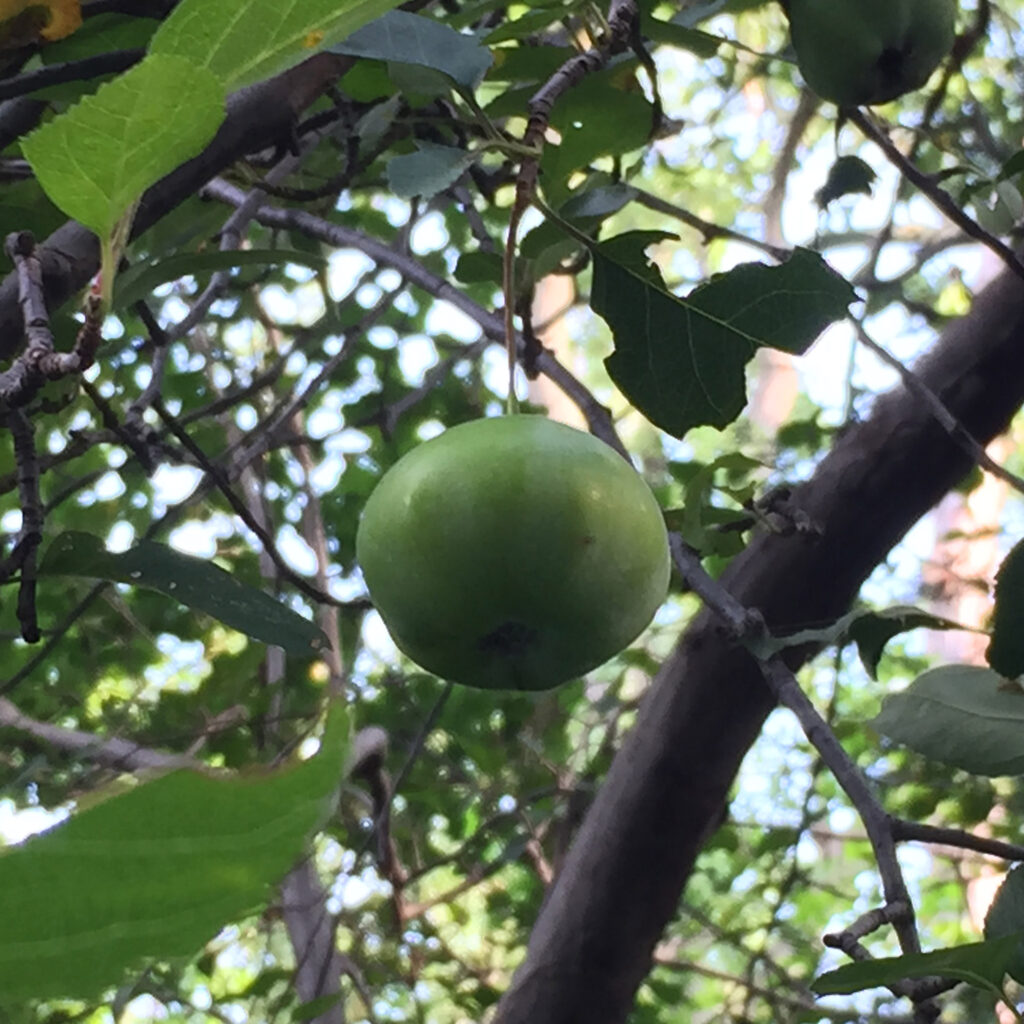 Unripe pome of native Malus coronaria