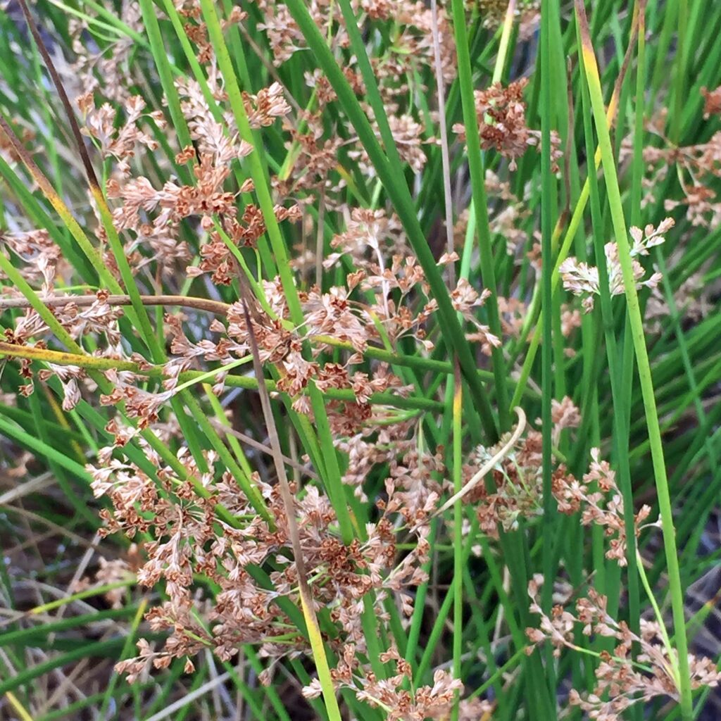 Characteristic of rushes are usually round, usually solid, nodeless stems, like those of native Juncus effusus (common rush)
