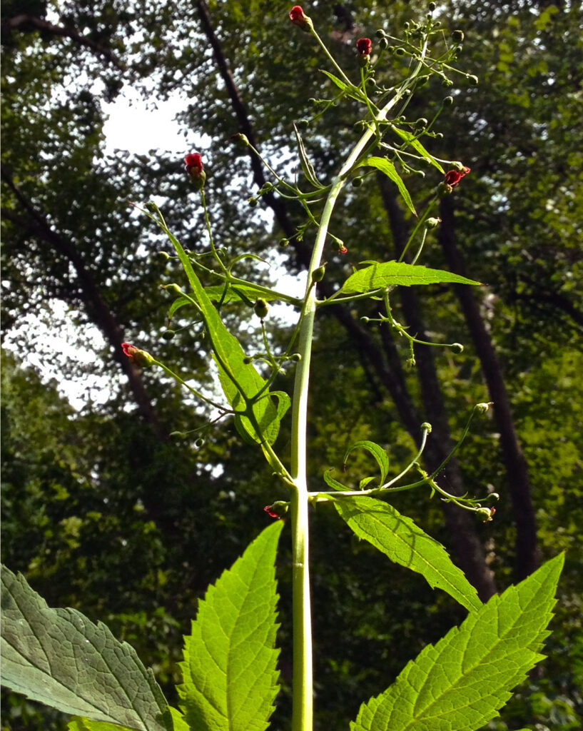 Scrophularia marilandica (eastern figwort) in Virginia's Scotts Run Nature Preserve. Photo by Fritz Flohr Reynolds CC BY-SA 3.0