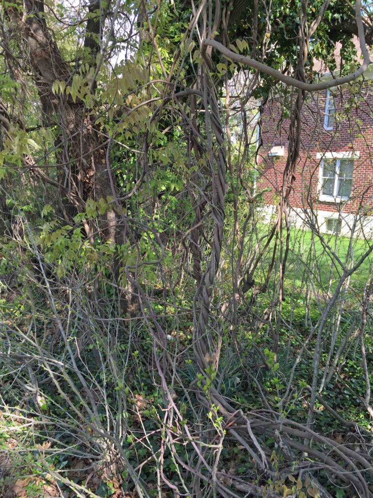 Twining clockwise: invasive Wisteria floribunda