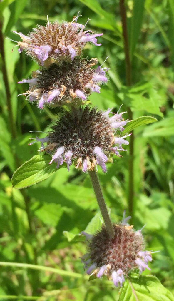 Flowers (verticillasters) of native Blephilia hirsuta (hairy wood mint)