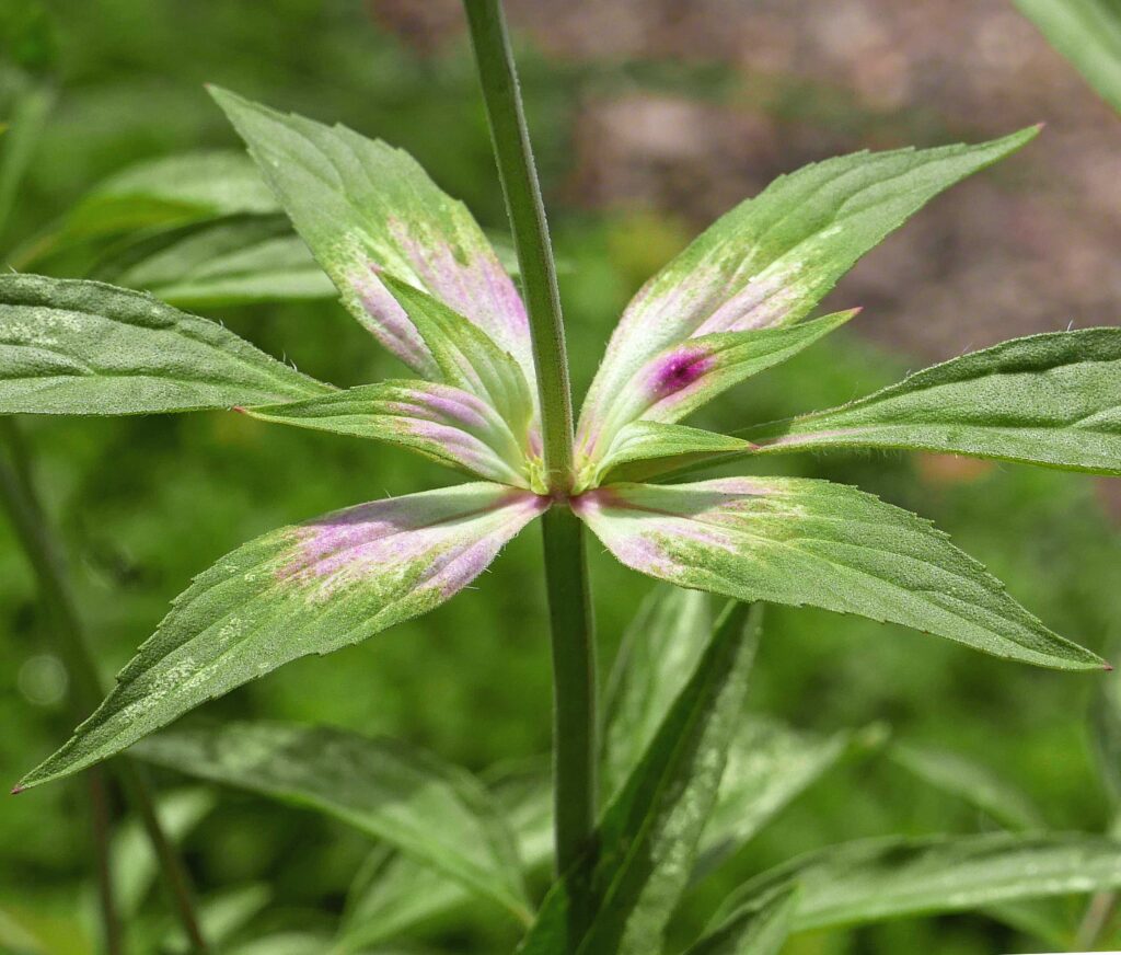 Showy bracts subtend the dichasial cymes developing here in native Monarda punctata in August