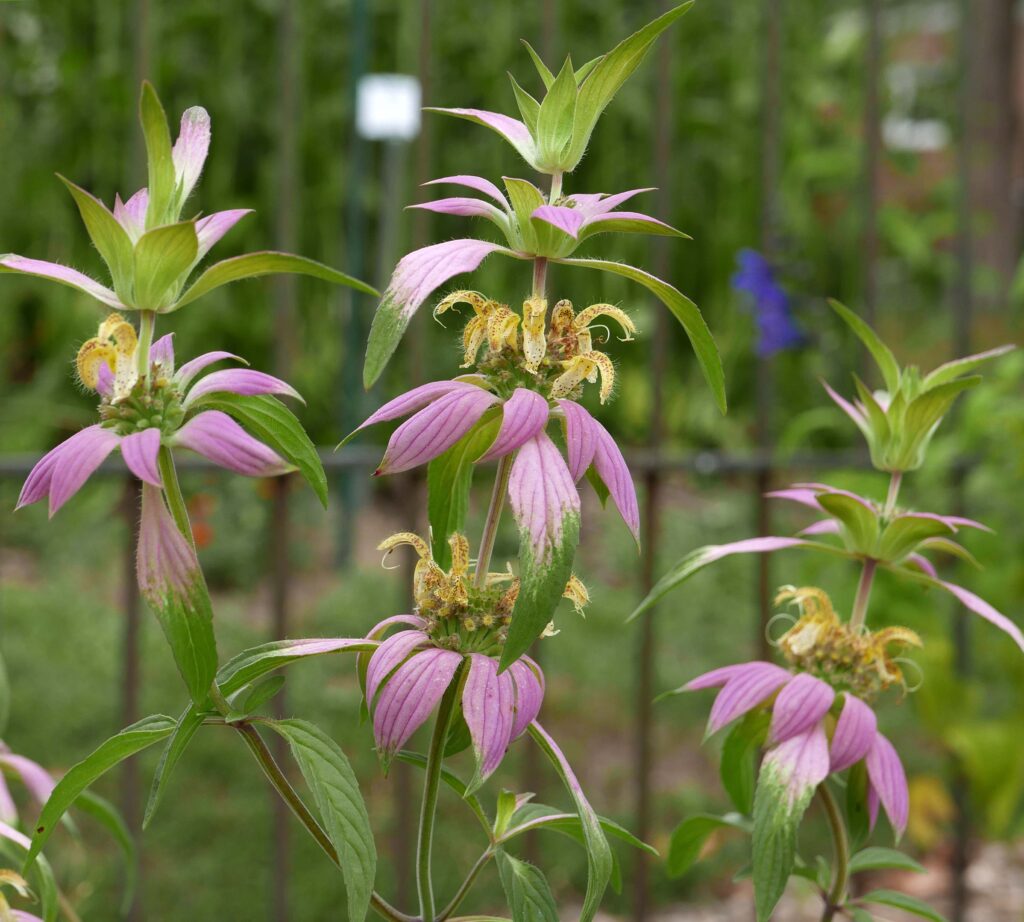 Terminal and axillary verticillasters of native Monarda punctata (spotted beebalm)