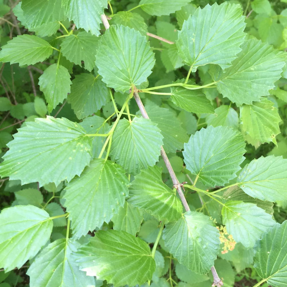 Leaves of the straight species of Arrowwood Viburnum with green leaves