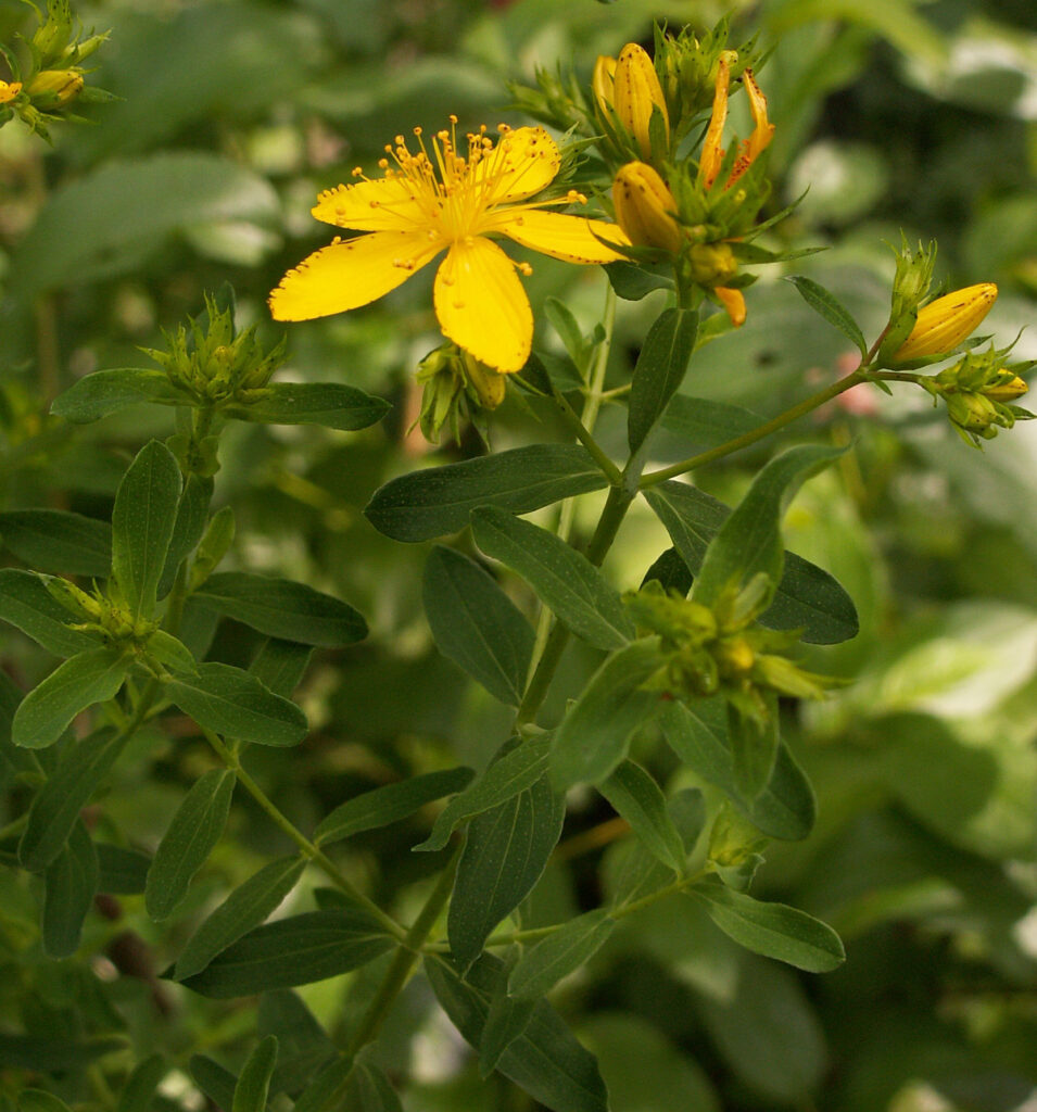 Hypericum perforatum (common St. John's wort)