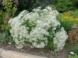 Native Eupatorium hyssopifolium in flower in September