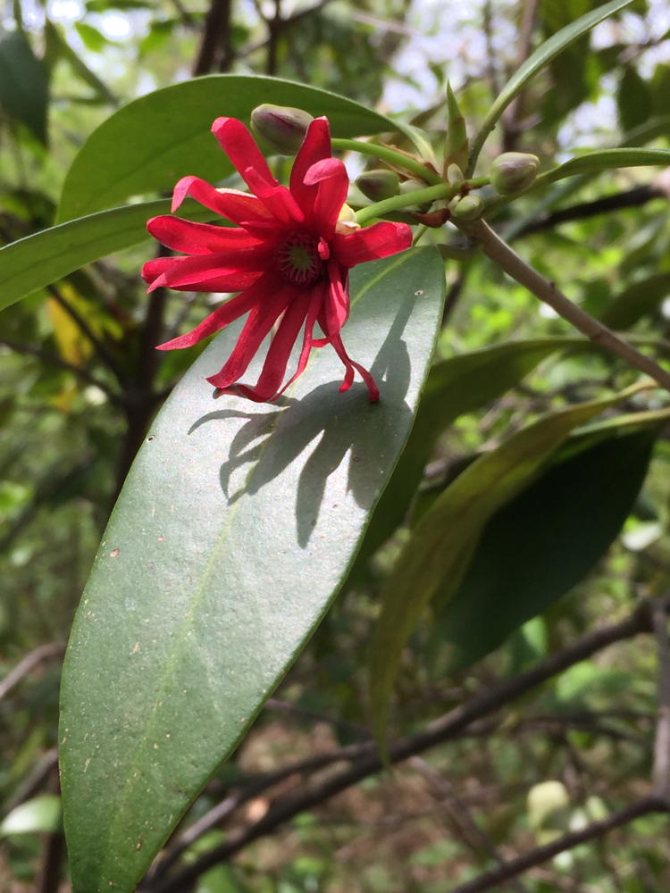 Florida anise tree, native to the southeastern US