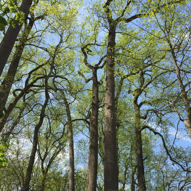 Liriodendron tulipifera trees in the woods