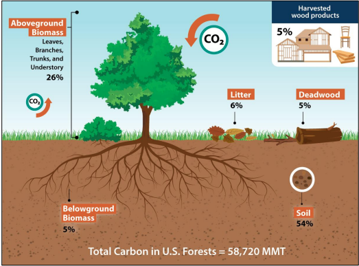 Diagram of trees showing how they store carbon