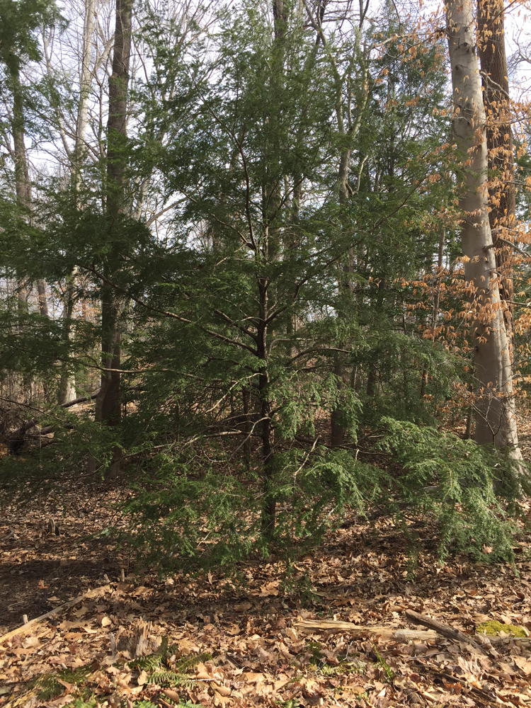 Eastern hemlock tree in woods