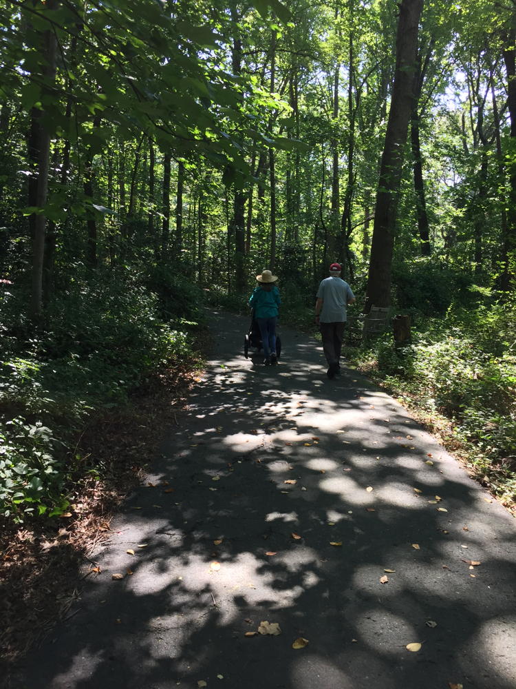people walking in the woods