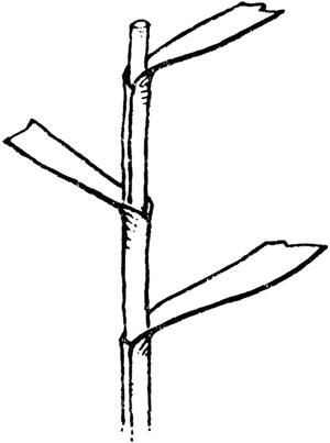 Grass leaf arrangement drawing