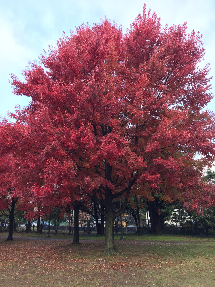 Red maple tree