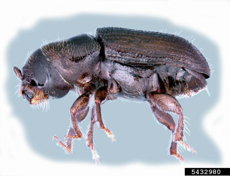 Southern Pine Beetle, a potential insect pest