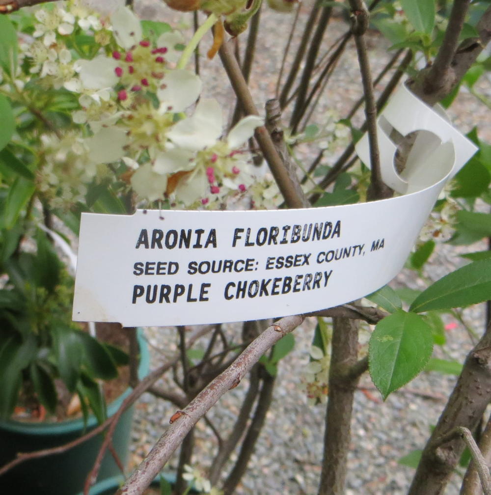 A local ecotype plant with provenance given on label