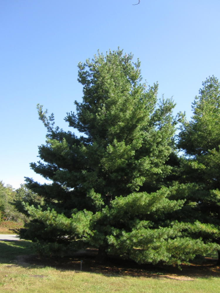 Eastern white pine