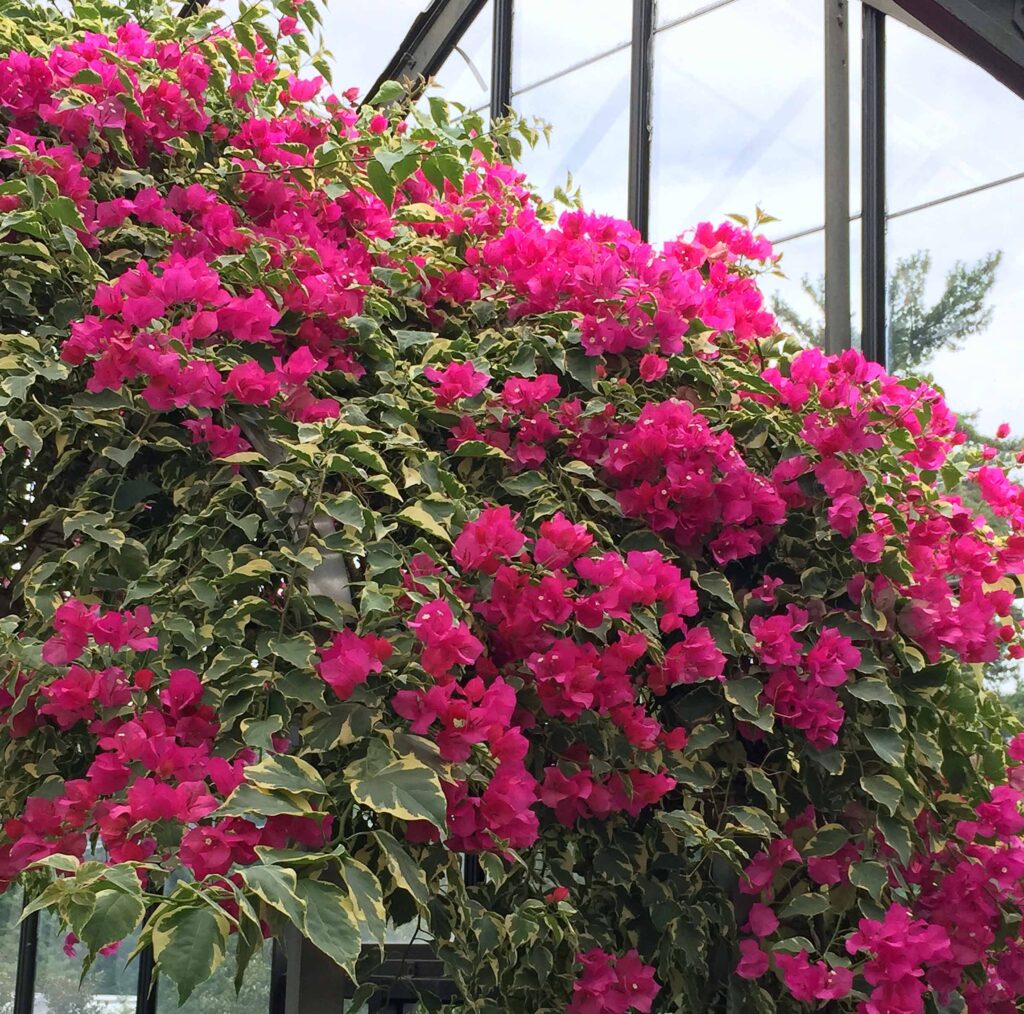 Bougainvillea spectabilis has axillary clusters of three flowers each subtended by a petaloid bract of pink,red, orange, or purple.