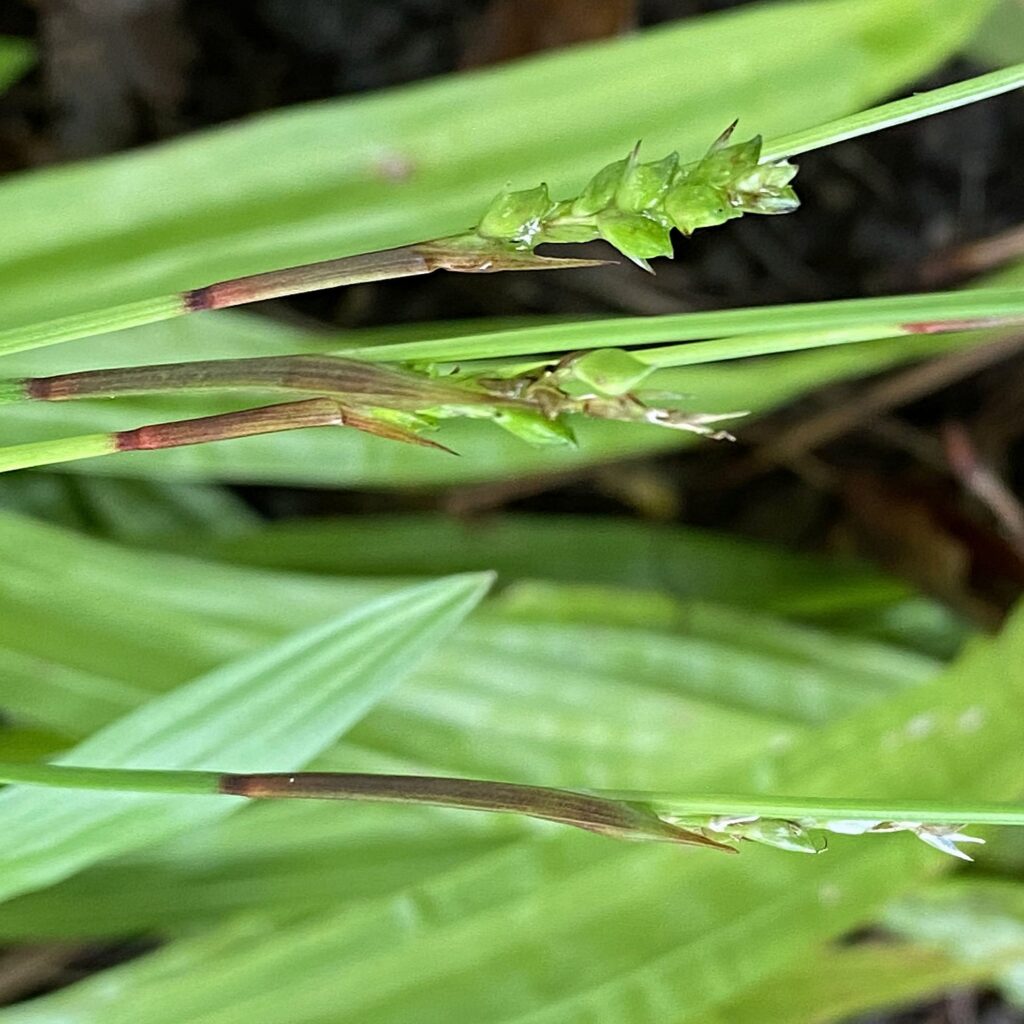 Pistillate spikes of Carex plantaginea (plantain-leaved sedge) each have a bract at the base of the stalk.
