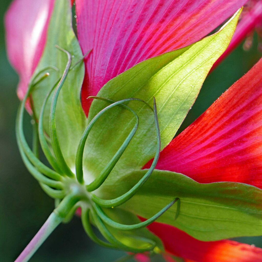 Spindly bracts of the epicalyx of native Hibiscus coccineus (scarlet rose-mallow).