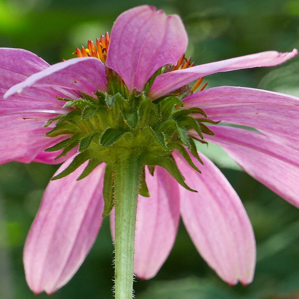 Echinacea purpurea (purple coneflower) showing involucral bracts.