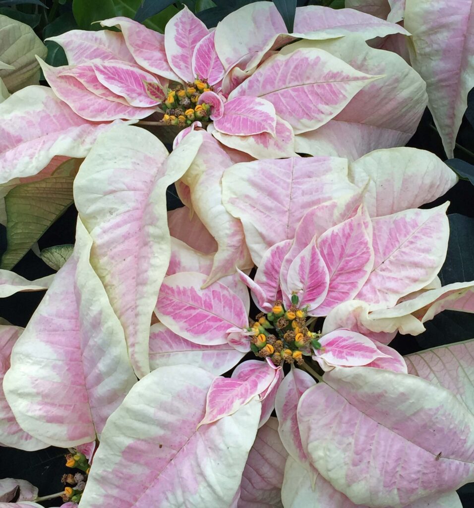 Petal-like bracts (white, pinkish, red, and mottled) subtend Euphorbia pulcherrima (poinsettia) flowers.