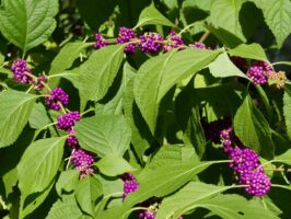 Callicarpa americana (American Beauty-berry) fruit in September