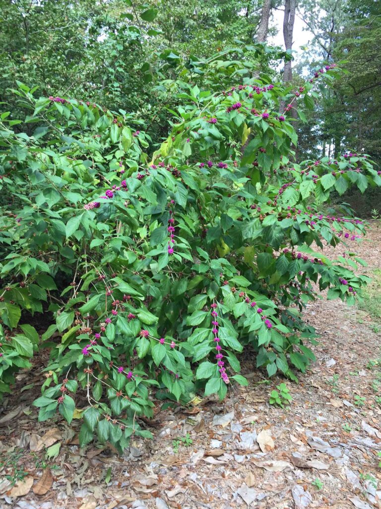 Callicarpa americana (American Beauty-berry) shrub in October