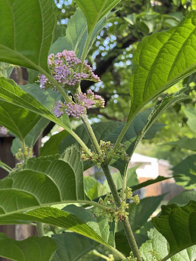 Callicarpa americana (American Beauty-berry) flowers in July