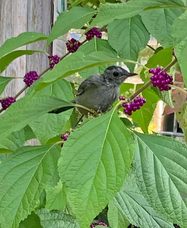 Callicarpa americana (American Beauty-berry) fruit in September with juvenile catbird