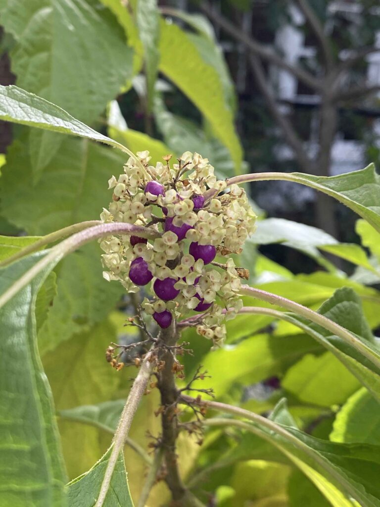 Callicarpa americana (American Beauty-berry) fruit in October