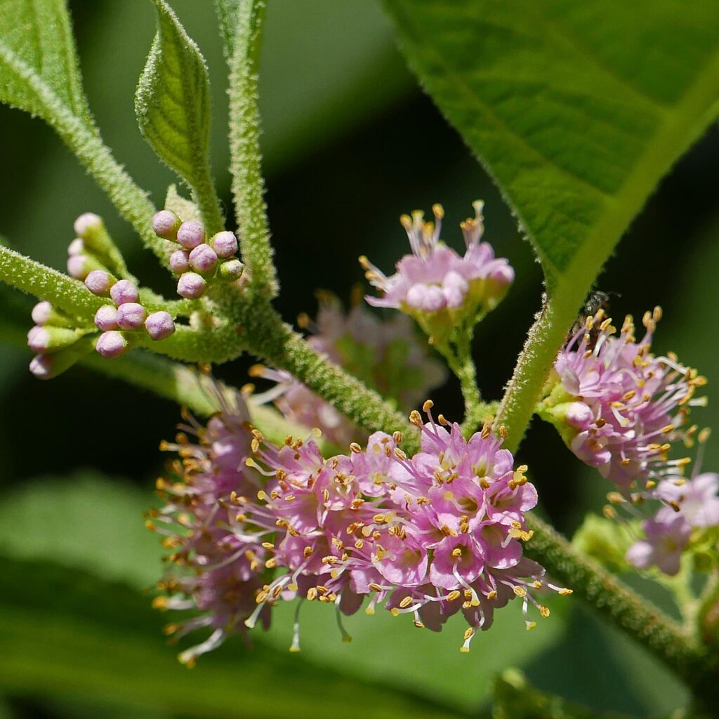 Callicarpa americana (American Beauty-berry) flowers in July