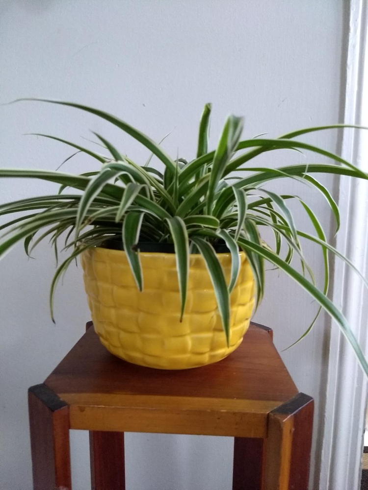 Plant stand displays Chlorophytum comosum - spider plant