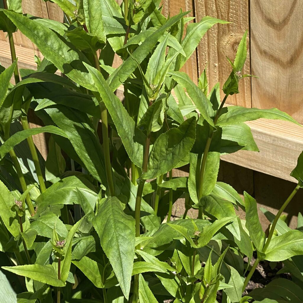 Opposite clasping leaves of native Penstemon digitalis 'Husker Red'