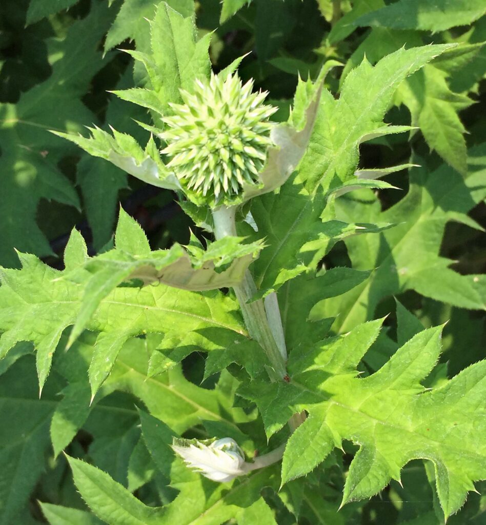 Clasping leaves of Echinops ritro (globe thistle)