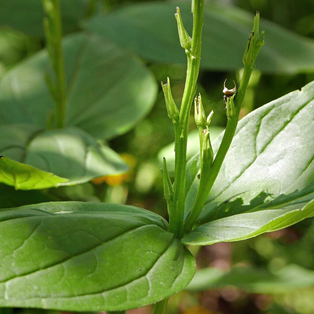Paired leaves clasping at the base of mid-south native Spigelia marilandica (Indian pink)